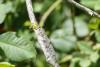 Distoleon tetragrammicus